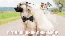 поздравляю с годовщиной свадьбы собаки собака GIF - Happy Anniversary Happy Wedding Anniversary Dog GIFs