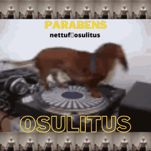 Osulitus Nettuf GIF - Osulitus Nettuf Parabens GIFs
