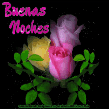 Buenas Noches Roses GIF - Buenas Noches Roses Sparkles GIFs
