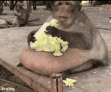 Fat Eating GIF - Fat Eating Monkey GIFs