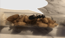 Big Brood Provided Skull Ant GIF - Big Brood Provided Skull Ant Ants GIFs