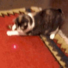 laser cat cute play