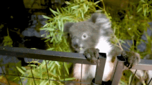 chewing the future of koalas climbing holding koala