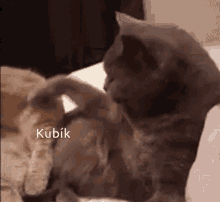 Cat Kuba GIF - Cat Kuba GIFs