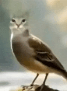 a bird with a cat 's face on its head is sitting on a rock .