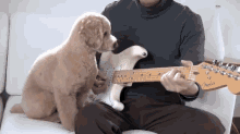 Dog Tuner GIF - Music Tune Guitar GIFs