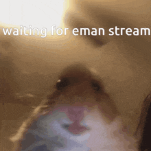 emanotg waiting for stream stream twitch hamster meme