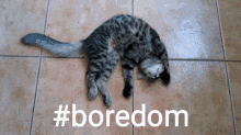 Boredom Cat GIF - Boredom Cat Sleeping GIFs