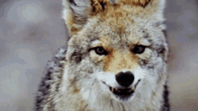 Walked Right Into That One Wolf GIF - Walked Right Into That One Wolf Roar GIFs