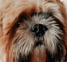 Dogs Toto GIF - Dogs Toto Cute GIFs