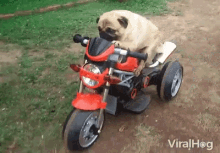 motorcycle pug riding dirty driving get away