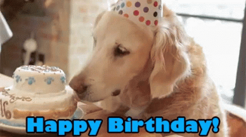 Happy Birthday Dog Meme GIFs - Tenor