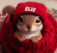 a small squirrel wearing a red hat with the word elif on it