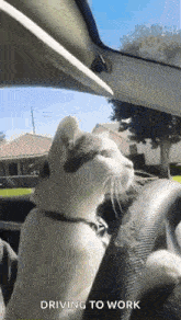 a black and white cat is sitting in the driver 's seat of a car .