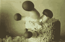 Mushroom Psilocybe Cubensis GIF - Mushroom Psilocybe Cubensis Grow GIFs