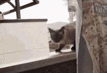 Cat Leap GIF - Cat Leap Miscalculated GIFs