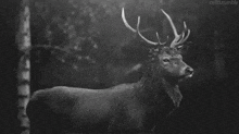 a black and white drawing of a deer with different cuts of meat labeled