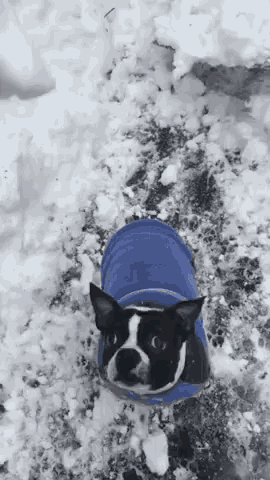 do boston terriers like snow