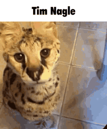 Tim Nagle Cat GIF - Tim Nagle Cat Serval GIFs
