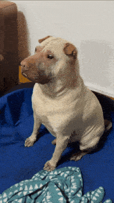 a dog is sitting on a blue blanket and looking up