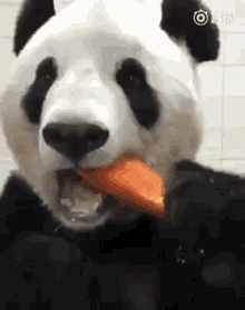 Panda Carrots GIF - Panda Carrots Cute GIFs