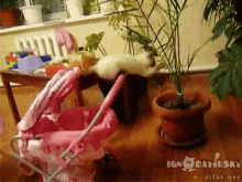 Acrobatic Cat Funny Cat GIF - Acrobatic Cat Funny Cat Funny Animals GIFs