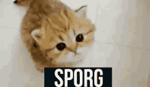 Sporg Sporgo GIF - Sporg Sporgo GIFs