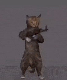 a cat is holding a gun on its back
