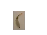 a picture of a shrimp with a long tail is being displayed on a white background .