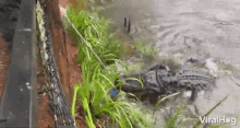 rescuing alligator push lake rescued saved