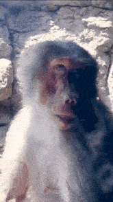 a close up of a monkey 's face with a rock in the background