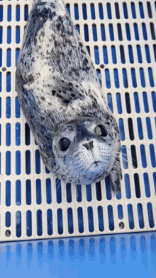 Checking Out Marine Mammal Rescue GIF - Checking Out Marine Mammal Rescue Baby Seal GIFs