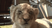 Friday Morning Vs. Friday Night GIF - Lion Cub Cute GIFs