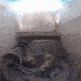 a dog is laying in a box with a blanket on top of it