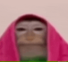 a close up of a monkey wearing a pink scarf on its head .