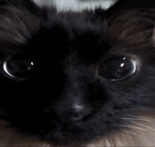 Brutus Explode Cat Explode GIF - Brutus Explode Cat Explode Cat Missile GIFs
