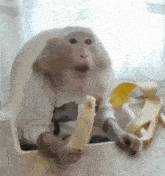 Monk Monkey GIF