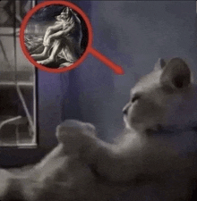 a cat is looking at a picture of a wolf on a rock