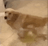 Dog Pissing GIF - Dog Pissing Piss GIFs