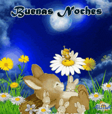 a bunch of rabbits are laying on a daisy with the words buenas noches written on the bottom