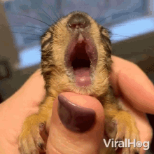Yawn Viralhog GIF - Yawn Viralhog Sleepy GIFs