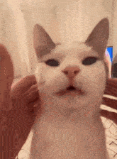 Cat Stroking Face Meme Cat Stroking Meme GIF