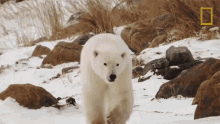 Walking Around United States Of Animals GIF - Walking Around United States Of Animals Polar Bear GIFs