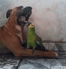 Viralhog Dog GIF - Viralhog Dog Parrot GIFs