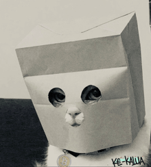 a black and white photo of a cat wearing a paper bag on its head with the word ke-kaula written on the collar