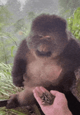 Gayloranti Monkey GIF - Gayloranti Monkey Fat GIFs