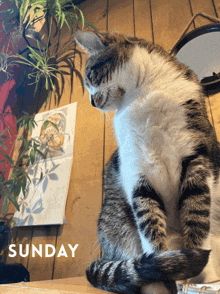 Sunday Vibes Cat GIF - Sunday Vibes Cat Yawn GIFs
