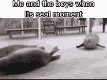 Seal Moment GIF - Seal Moment GIFs