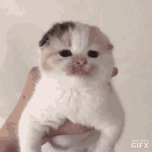 Cat Kitten GIF - Cat Kitten Scottish GIFs