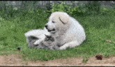 a large white dog is laying on the grass with a small cat .